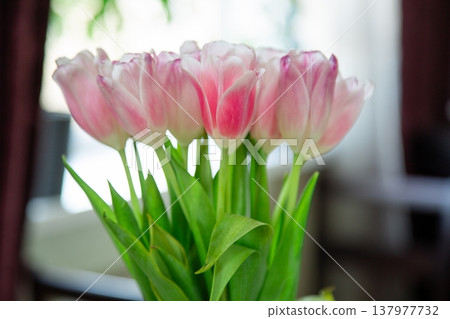 Pink tulips in vase home interior Pink tulips in vase home interior 137977732