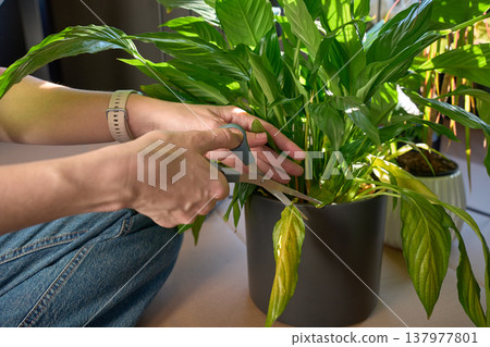 Hands cutting yellow leaf of potted houseplant with scissors indoors Hands cutting yellow leaf of potted houseplant with scissors indoors 137977801