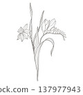 Delicate spring flowers line art with daffodil and crocus in elegant botanical composition, minimal vector line illustration isolated on light background, ideal for invitations, packaging and labels 137977943