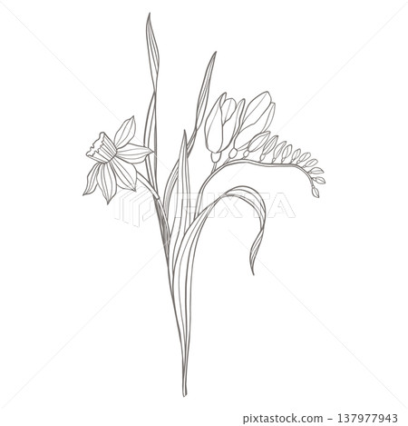 Delicate spring flowers line art with daffodil and crocus in elegant botanical composition, minimal vector line illustration isolated on light background, ideal for invitations, packaging and labels Delicate spring flowers line art with daffodil and crocus in elegant botanical composition, minimal vector line illustration isolated on light background, ideal for invitations, packaging and labels 137977943