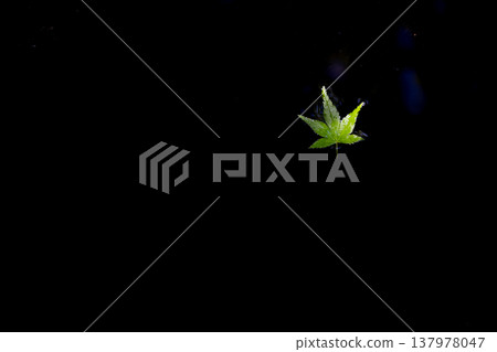 一片藍色的楓葉漂浮在水面上。 一片藍色的楓葉漂浮在水面上。 137978047