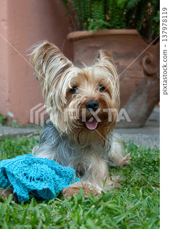 Cute pet Yorky , looking at the camera, smiling and playing with his blanket. Cute pet Yorky , looking at the camera, smiling and playing with his blanket. 137978119