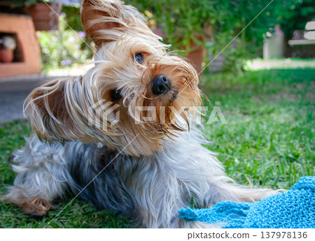 Golden and grey Yorkie lying on the grass and playing with his blue blanket. Golden and grey Yorkie lying on the grass and playing with his blue blanket. 137978136