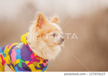 A white and red Chihuahua dog in bright colorful clothes on a blurred nature background. A white and red Chihuahua dog in bright colorful clothes on a blurred nature background. 137978227