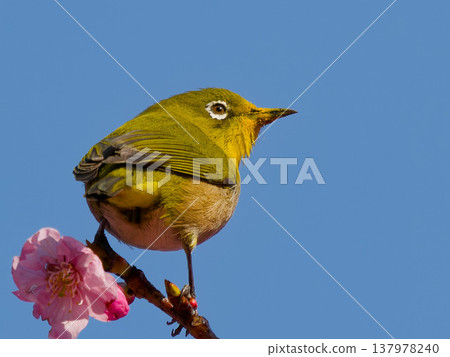 Japanese white-eye on cherry blossoms in spring 137978240