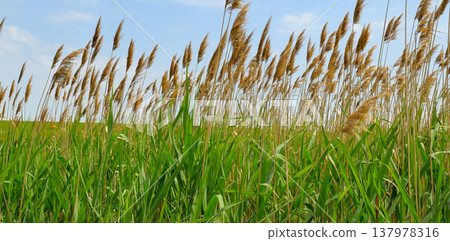 Tall green common reed phragmites australis growing in a dense thicket under a clear blue sky in a horizontal summer landscape, natural aquatic plants in a wetland environment with copy space. Tall green common reed phragmites australis growing in a dense thicket under a clear blue sky in a horizontal summer landscape, natural aquatic plants in a wetland environment with copy space. 137978316