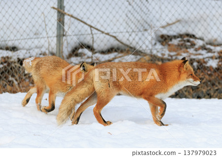 Kita fox Kita fox 137979023