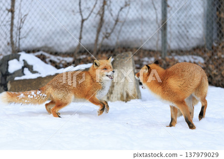 Kita fox Kita fox 137979029
