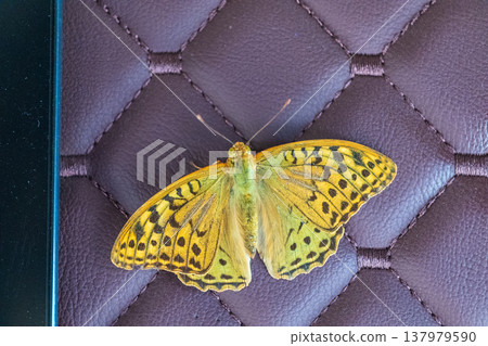 A butterfly in the bus 137979590