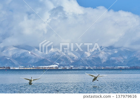 Swans on Lake Inawashiro, Fukushima Swans on Lake Inawashiro, Fukushima 137979616