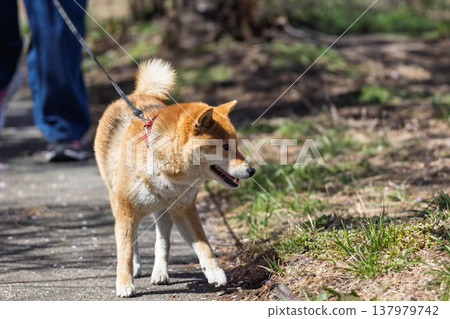 Shiba Inu on a walk Shiba Inu on a walk 137979742