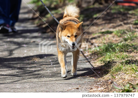 Shiba Inu on a walk Shiba Inu on a walk 137979747