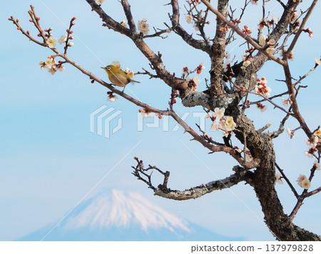 Shizuoka Prefecture: White plum blossoms, Japanese white-eyes, and Mount Fuji, February Shizuoka Prefecture: White plum blossoms, Japanese white-eyes, and Mount Fuji, February 137979828