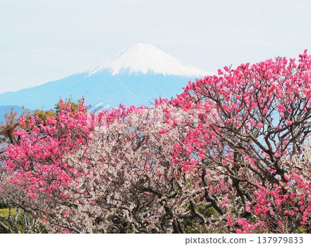 Shizuoka Prefecture: Red and white plum blossoms and Mount Fuji, February Shizuoka Prefecture: Red and white plum blossoms and Mount Fuji, February 137979833
