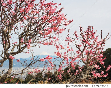 靜岡縣:二月,紅梅花與富士山 靜岡縣:二月,紅梅花與富士山 137979834