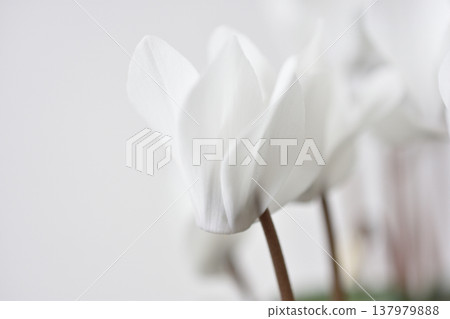 花園仙客來 137979888