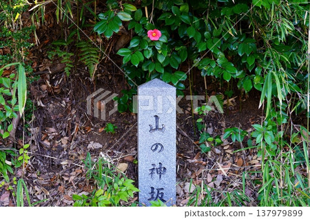 Camellia flower Camellia flower 137979899