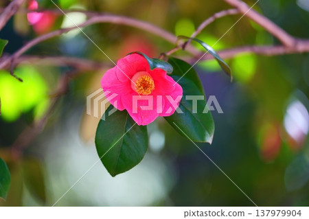 山茶花 山茶花 137979904
