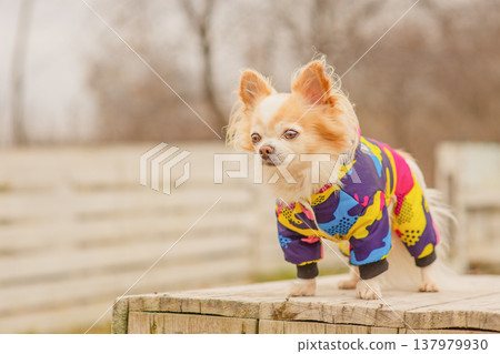 Pet, white Chihuahua dog on a blurred nature background. Pet, white Chihuahua dog on a blurred nature background. 137979930