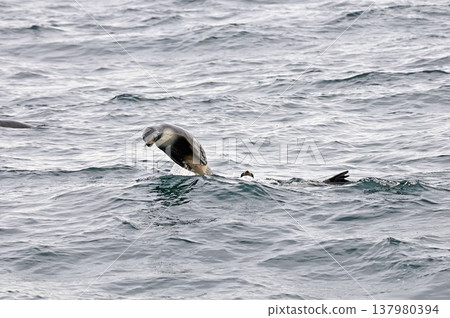 Sea lions swimming off the coast of Sanriku Sea lions swimming off the coast of Sanriku 137980394