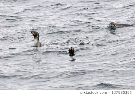 在三陸海岸附近游泳的海獅 在三陸海岸附近游泳的海獅 137980395