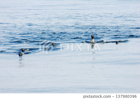 在三陸海岸附近游泳的海獅 在三陸海岸附近游泳的海獅 137980396