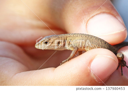 Japanese kana snake Japanese kana snake 137980453