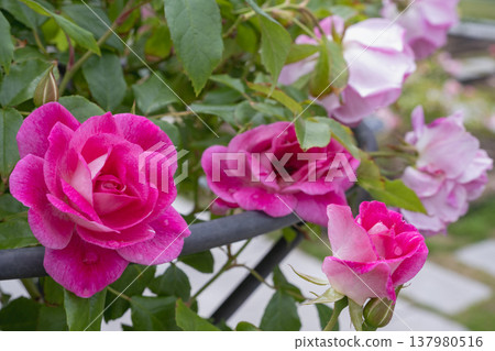 A rose garden in early summer, where vibrant, deep pink roses are in full bloom. A rose garden in early summer, where vibrant, deep pink roses are in full bloom. 137980516