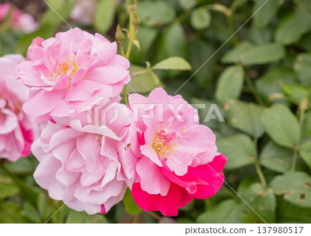A cluster of roses, like a bouquet, with a beautiful gradient of pink and white. A cluster of roses, like a bouquet, with a beautiful gradient of pink and white. 137980517