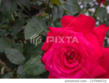 A close-up of a large, passionate red rose. A close-up of a large, passionate red rose. 137980518