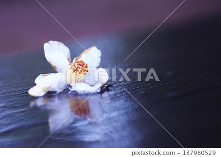 雨天裡凋零飄落的山茶花 雨天裡凋零飄落的山茶花 137980529