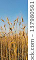 Close up view of a quiet panorama with golden wheat spikes in sunset 137980561