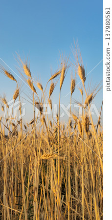 Close up view of a quiet panorama with golden wheat spikes in sunset 137980561