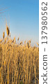 Close up view of a quiet panorama with golden wheat spikes in sunset 137980562