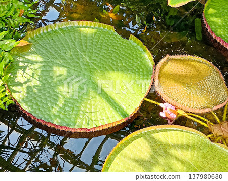Large leaves of the giant water lily spread across the greenhouse pond. Large leaves of the giant water lily spread across the greenhouse pond. 137980680