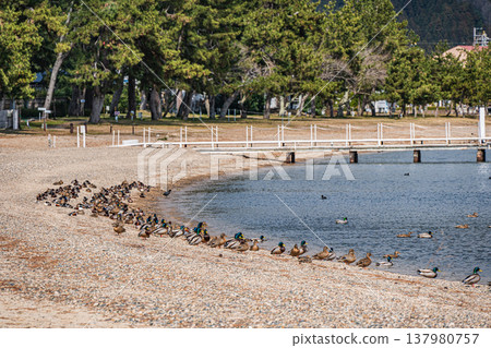 琵琶湖岸邊景色：一群鴨子在沙灘上休息，滋賀縣長濱市牧野町。 137980757