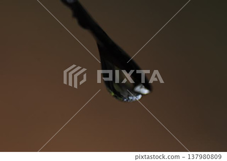 Drops made after the rain Drops made after the rain 137980809