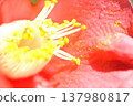 Camellia petals 137980817