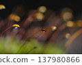 Moss shining with morning dew 137980866