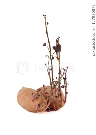A group of sweet potato tubers with long, upright shoots and small leaves. 137980875