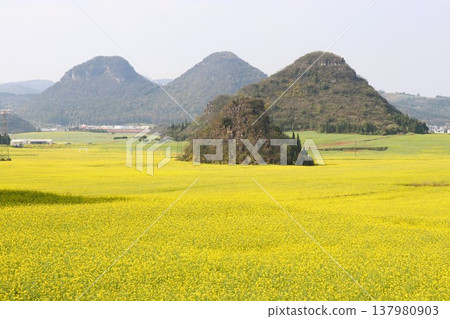 中國雲南省羅平市的油菜花海 中國雲南省羅平市的油菜花海 137980903