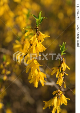 Forsythia, the yellow flower that heralds spring. 137980915