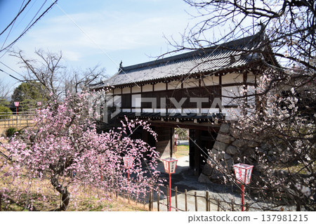 Yamatokoriyama Castle Ruins (Otemon Gate and Weeping Plum Blossoms) [Yamatokoriyama City, Nara Prefecture] 137981215