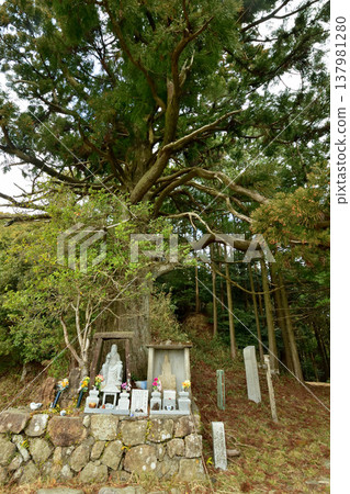 Twisted Cedar Tree (Statue of En no Gyoja) [Tanabe City, Wakayama Prefecture] 137981280