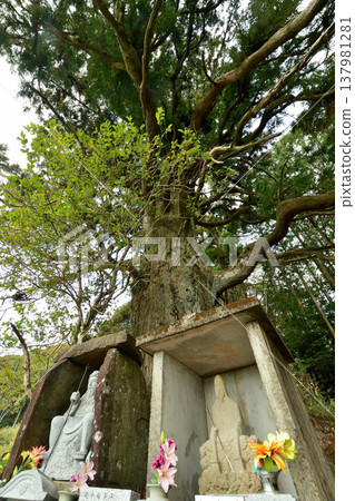 Twisted Cedar Tree (Statue of En no Gyoja) [Tanabe City, Wakayama Prefecture] 137981281