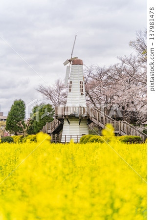 A landscape of windmills and rapeseed fields at Mihara Park in Saitama Prefecture, Saitama City. 137981478