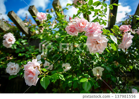 Pale pink roses blooming in the garden and the blue sky 137981556