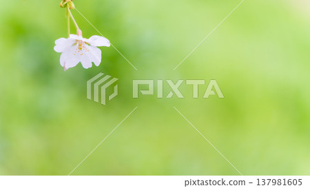 春天裡一朵美麗的櫻花。 春天裡一朵美麗的櫻花。 137981605