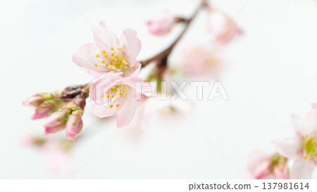 淡粉紅色櫻花背景框,白色背景 淡粉紅色櫻花背景框,白色背景 137981614
