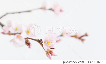 櫻花背景框,留白,白色背景 櫻花背景框,留白,白色背景 137981615